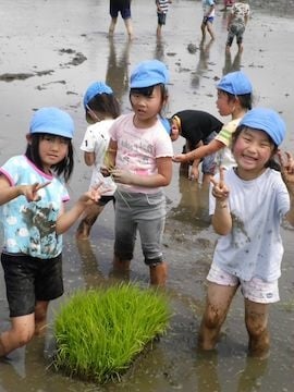 田植え