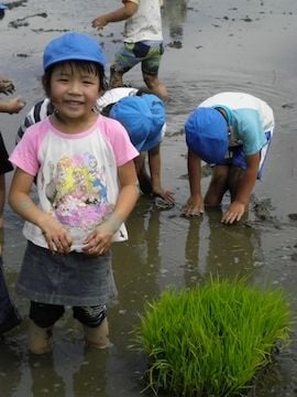 田植え