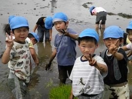 田植え